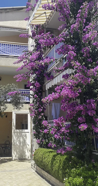 House in flowers