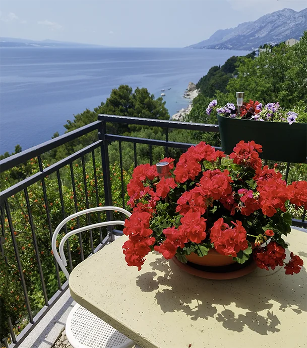 Apartments Mila, Brela - flowers and sea view