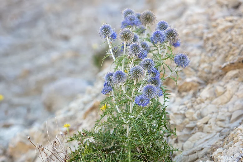 Flower growing from the stone, Brela