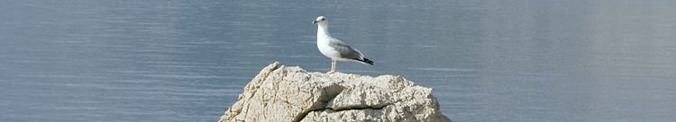 Seagull looking from the stone on the sea
